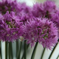 Allium carolinianum 'Rosy Dream' Photo: Nijssen